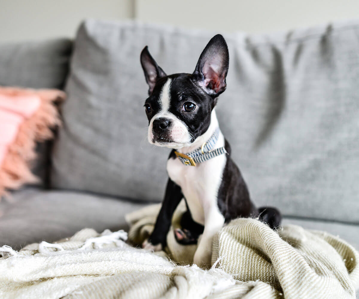 Image of a pet